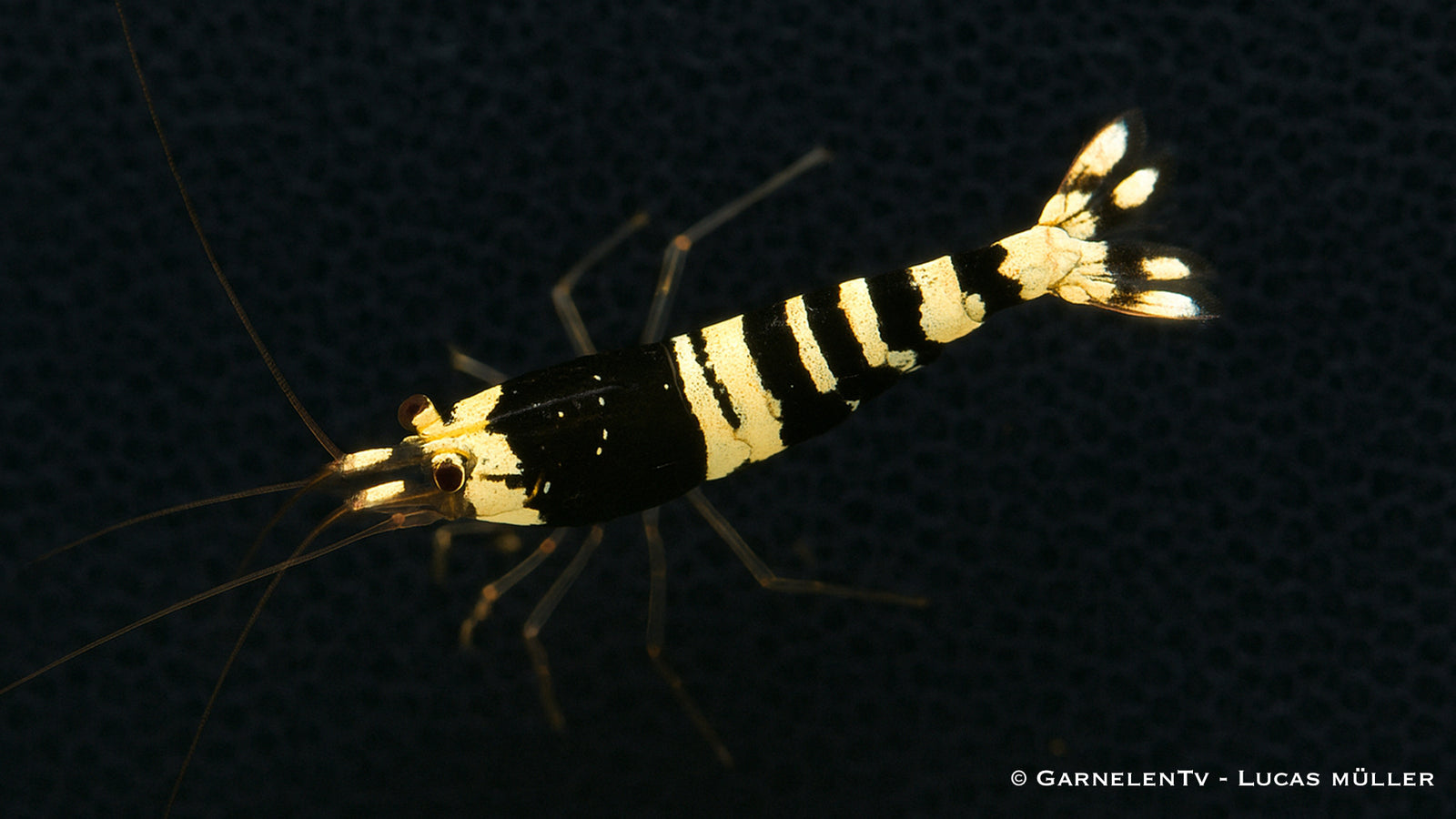 Caridina logemanni im Süßwasseraquarium