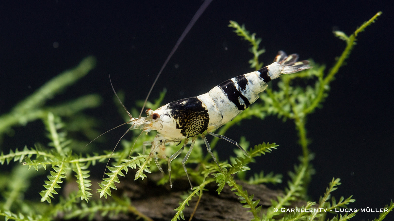 Caridina logemanni im Süßwasseraquarium
