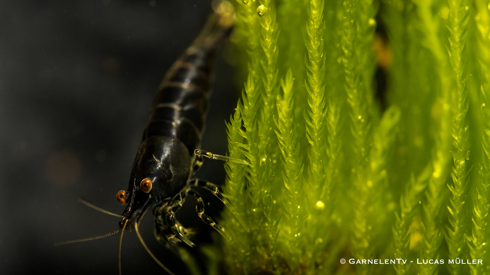 Black Sakura Garnelen auf Javamoss