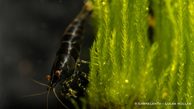 Black Sakura Garnele - Neocaridina davidi (DNZ)