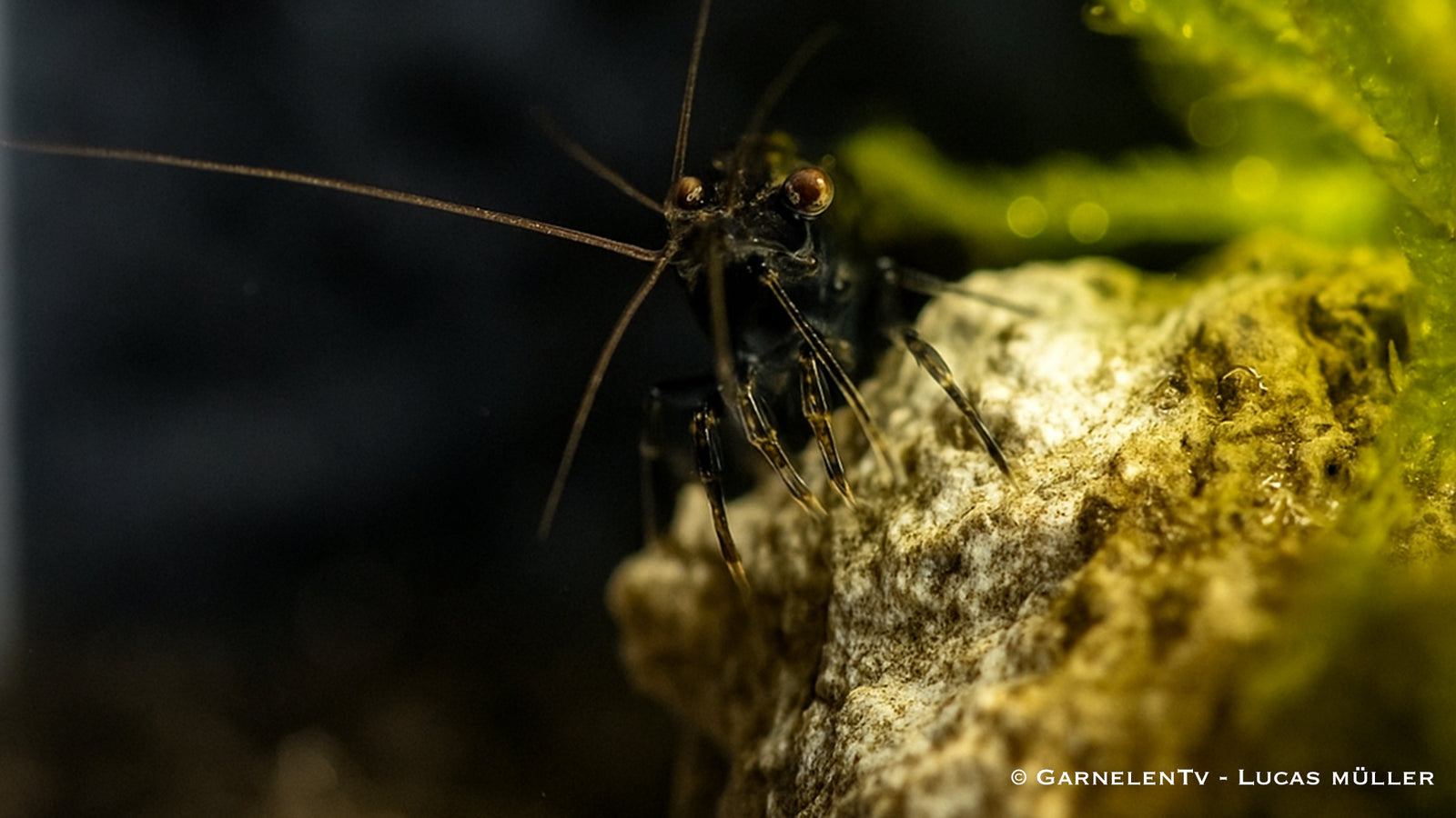 Black Sakura Garnelen auf Javamoss