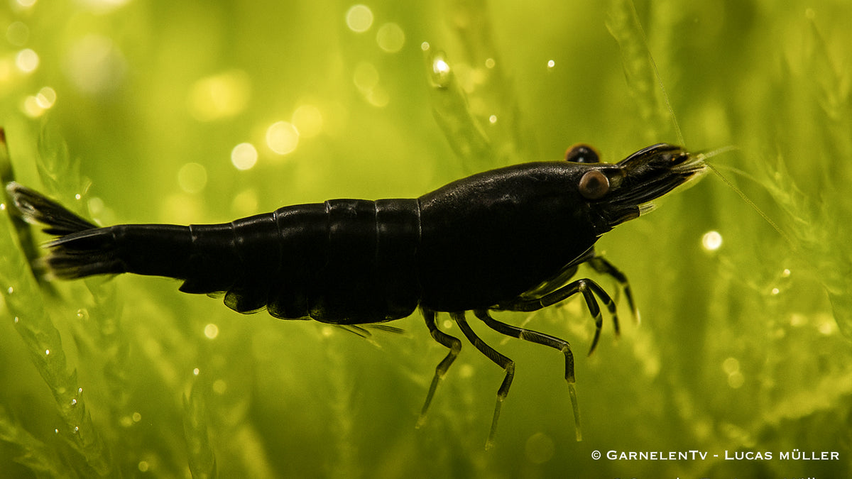 Black Sakura Garnele - Neocaridina davidi (DNZ) - GarnelenTv-Shop
