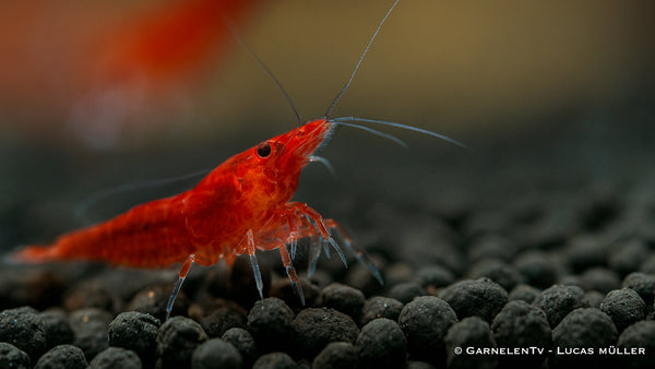 Bloody Mary Garnele - Neocaridina davidi (DNZ) - GarnelenTv-Shop

Bloody Mary Garnele schwimmt auf dunklem Aquarienboden
