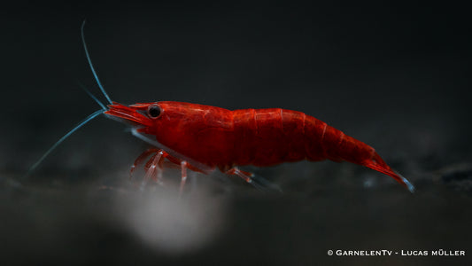 Bloody Mary Garnele - Neocaridina davidi (DNZ) - GarnelenTv-Shop

Bloody Mary Garnelen im Aquarium mit dichter Bepflanzung
