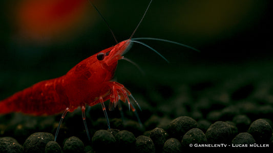 Bloody Mary Garnele - Neocaridina davidi (DNZ) - GarnelenTv-Shop

Bloody Mary Garnele schwimmt auf dunklem Aquarienboden
