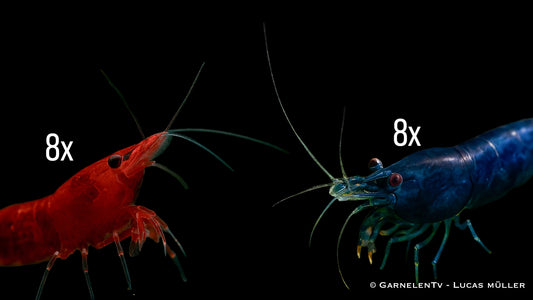 Neocaridina Garnelen Set mit Bloody Mary und Blue Dream Garnelen im bepflanzten Aquarium