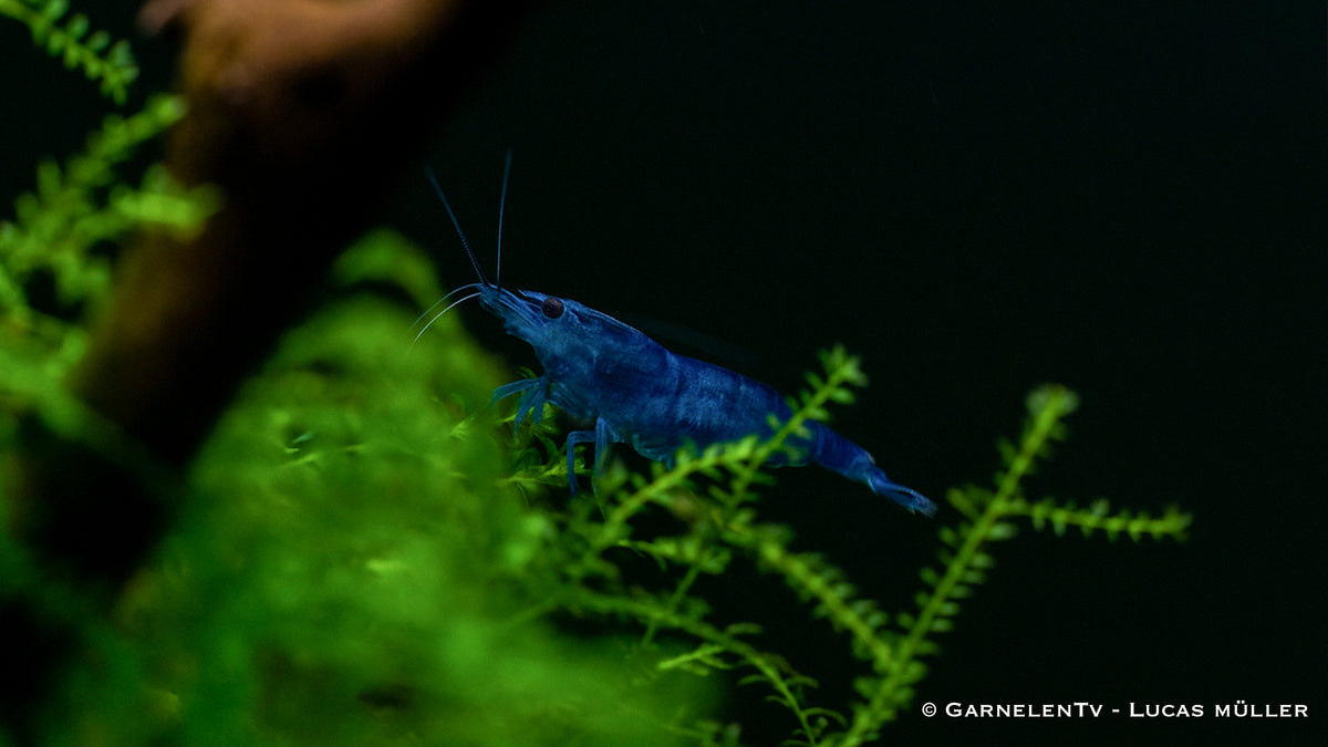 Blue Dream Garnele - Blue Velvet Garnele - Neocaridina davidi (DNZ) - GarnelenTv-Shop

Aquarienaufnahme der Blue Dream Garnele
