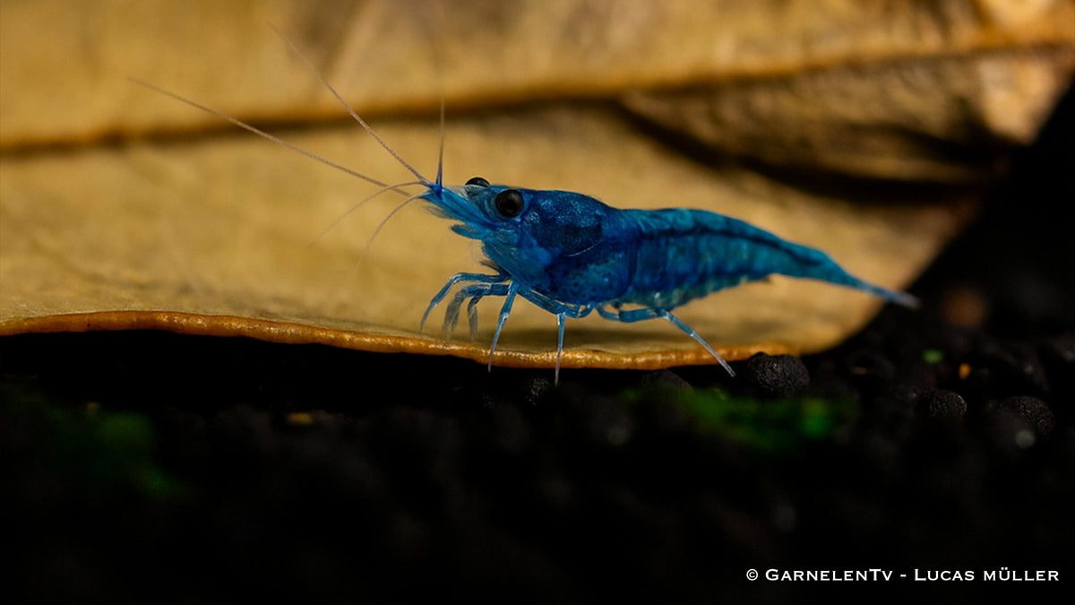 Blue Dream Garnele - Blue Velvet Garnele - Neocaridina davidi (DNZ) - GarnelenTv-Shop

Blue Velvet Garnele schwimmt im Wasser

