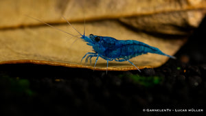 Blue Dream Garnele - Blue Velvet Garnele - Neocaridina davidi (DNZ) - GarnelenTv-Shop

Blue Velvet Garnele schwimmt im Wasser
