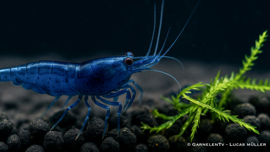 Blue Dream Garnele - Blue Velvet Garnele - Neocaridina davidi (DNZ) - GarnelenTv-Shop

Weibliche Blue Dream Garnele mit intensiver Färbung
