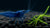 Leuchtend blaue Blue Dream Garnele