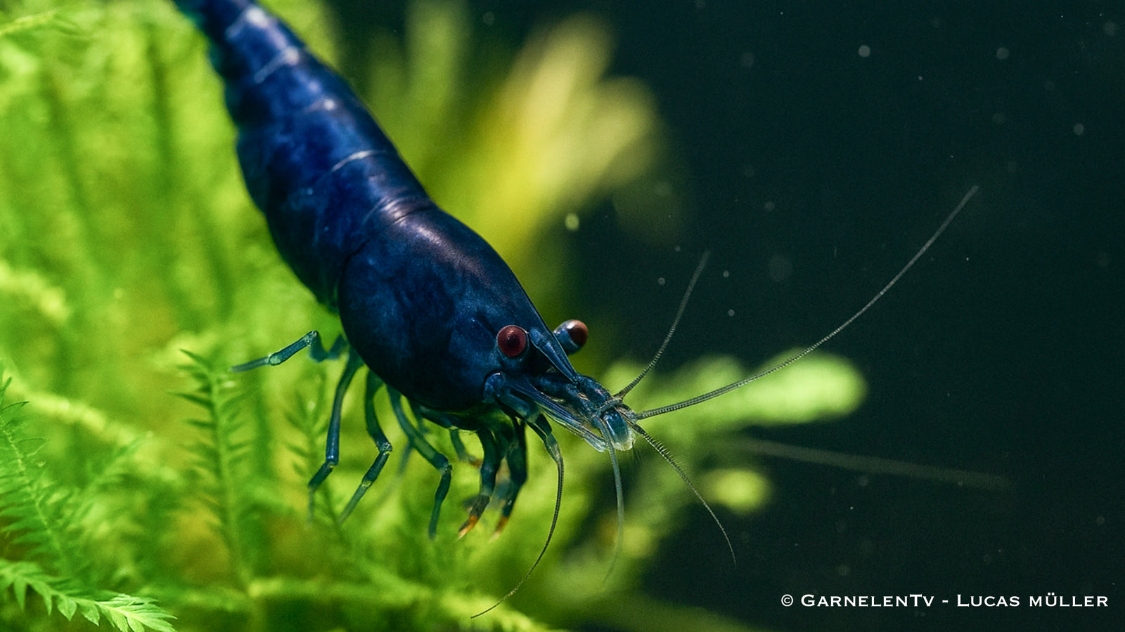 Leuchtend blaue Blue Dream Garnele