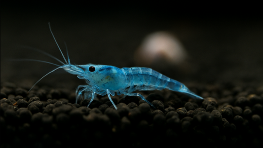 Nahaufnahme einer Blue Jelly Garnele im Wasser