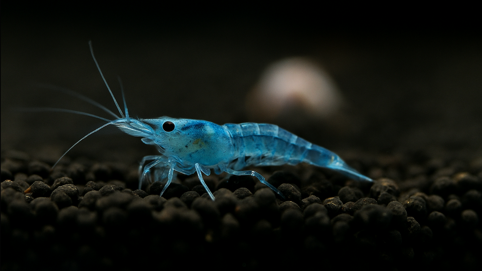 Blue Jelly Garnele auf Aquarienboden schwimmend