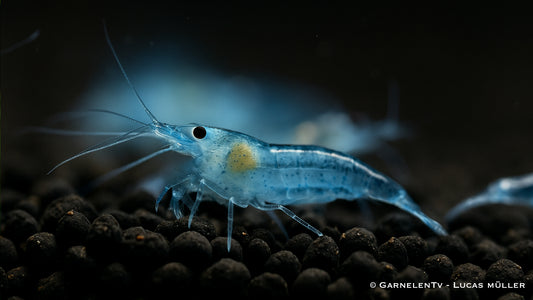 Blue Jelly Garnele auf Aquarienboden schwimmend