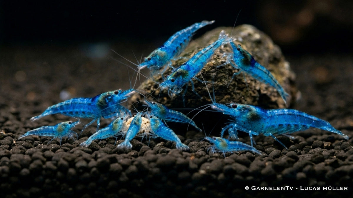 10 x Blue Jelly - Neocaridina davidi beim fressen von Premium Futter