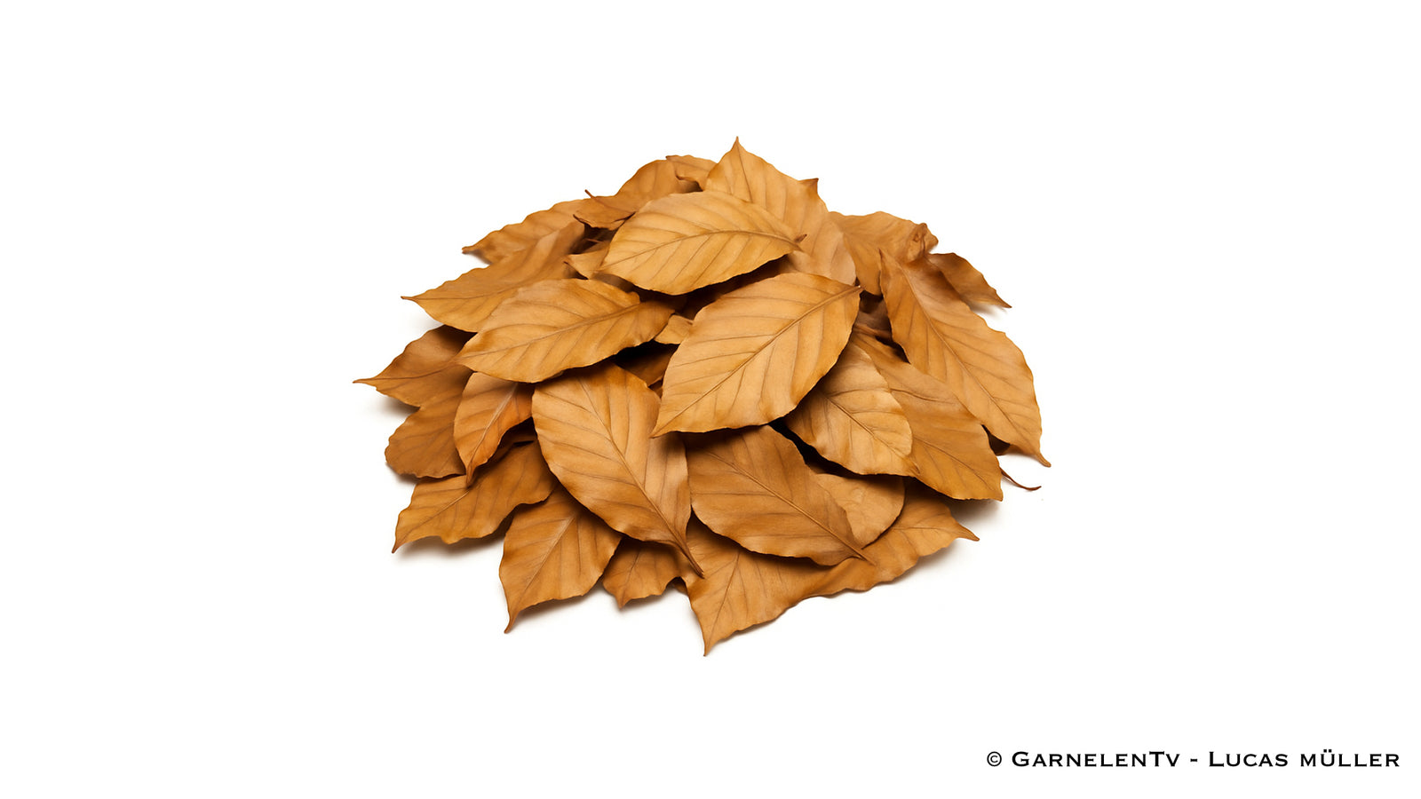 Buchenblätter braun 5 g / Laub für Wirbellose - GarnelenTv-Shop

Braune Buchenblätter als Futter und Wasseraufbereitung für Garnelen
