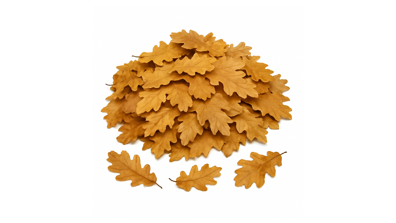 Buchenblätter braun 5 g / Laub für Wirbellose - GarnelenTv-Shop

Braune Buchenblätter als Futter und Wasseraufbereitung für Garnelen
