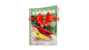 caridina Abo | Caridina Zeitschrift Abo