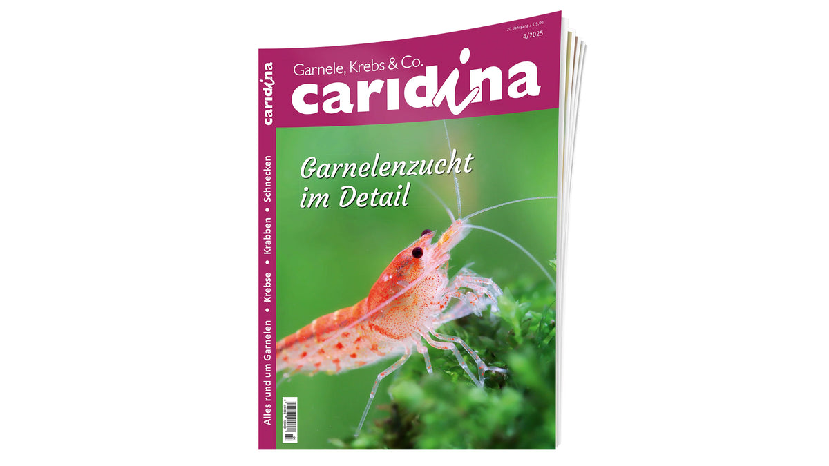 2025/4 caridina | Zeitschrift