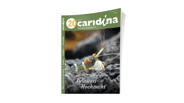2026/3 caridina | Zeitschrift Sulawesi Hochzuchten