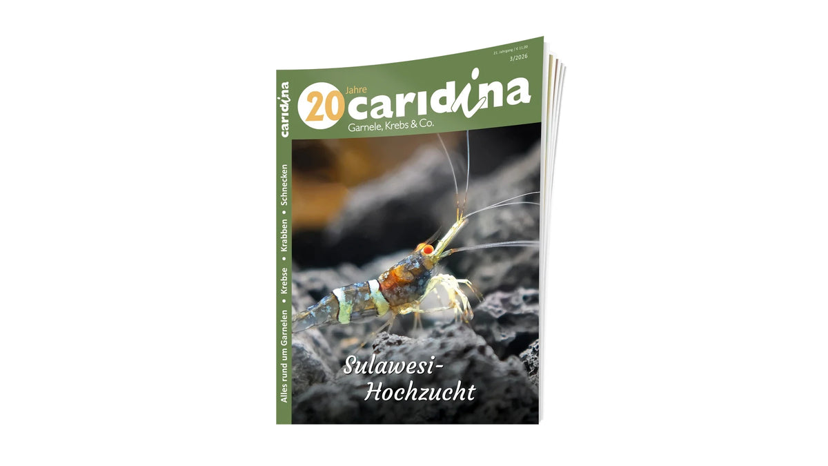 2026/3 caridina | Zeitschrift Sulawesi Hochzuchten