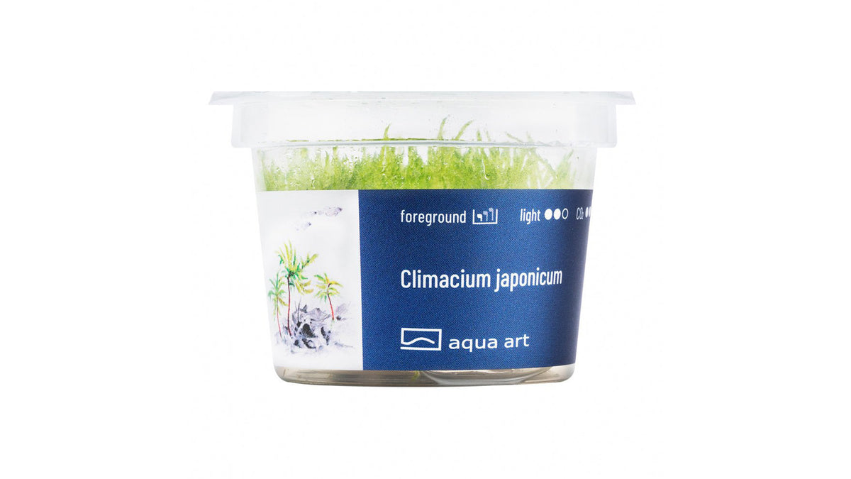 Climacium japonicum - InVitro - GarnelenTv-Shop

Climacium japonicum Moos auf Wurzeln und Steinen im Aquarium

