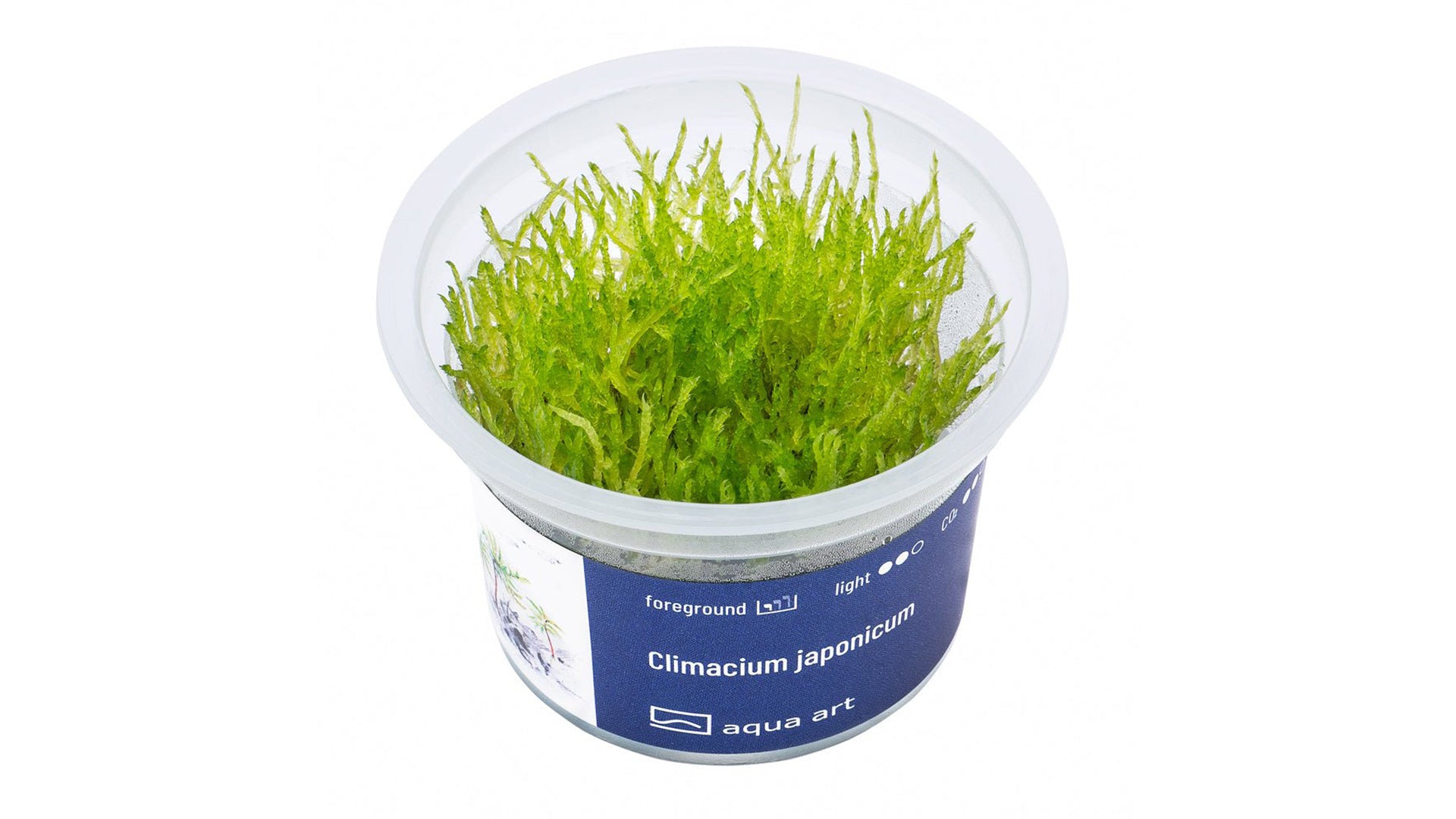 Climacium japonicum - InVitro - GarnelenTv-Shop

Climacium japonicum Moos auf Wurzeln und Steinen im Aquarium

