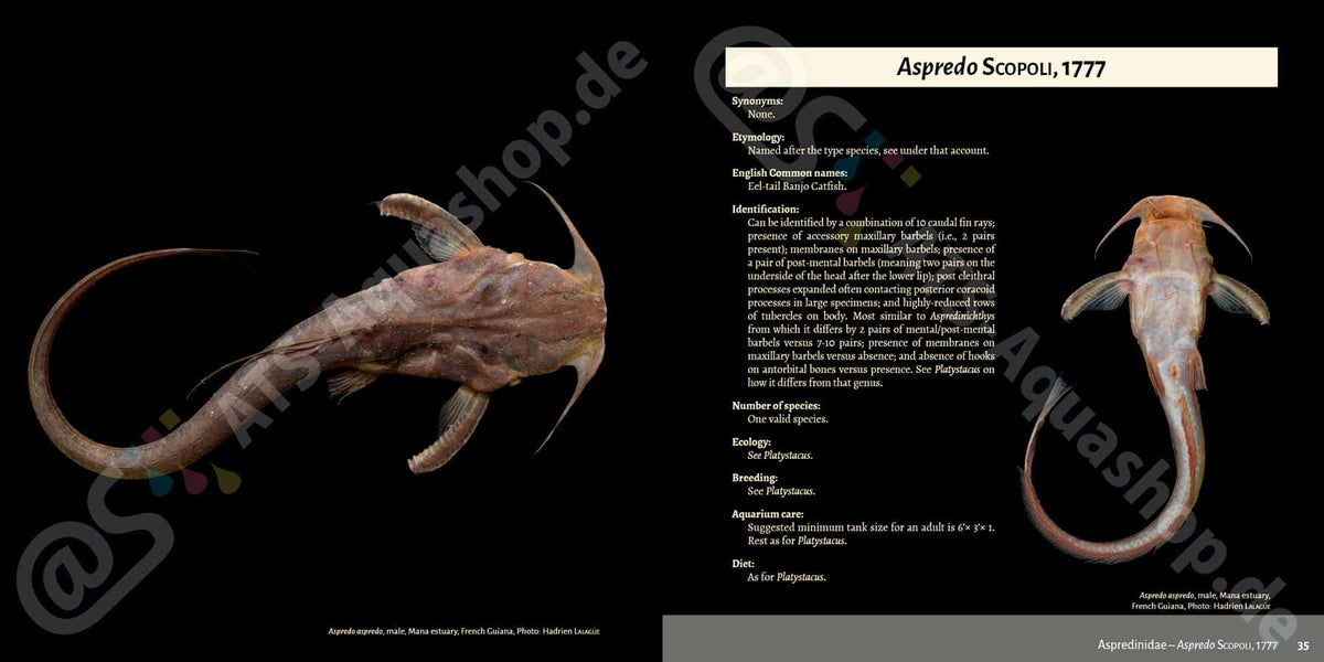 Banjos, Dorads and Woodcats – Aspredinidae, Doradidae and Auchenipteridae Catfishes