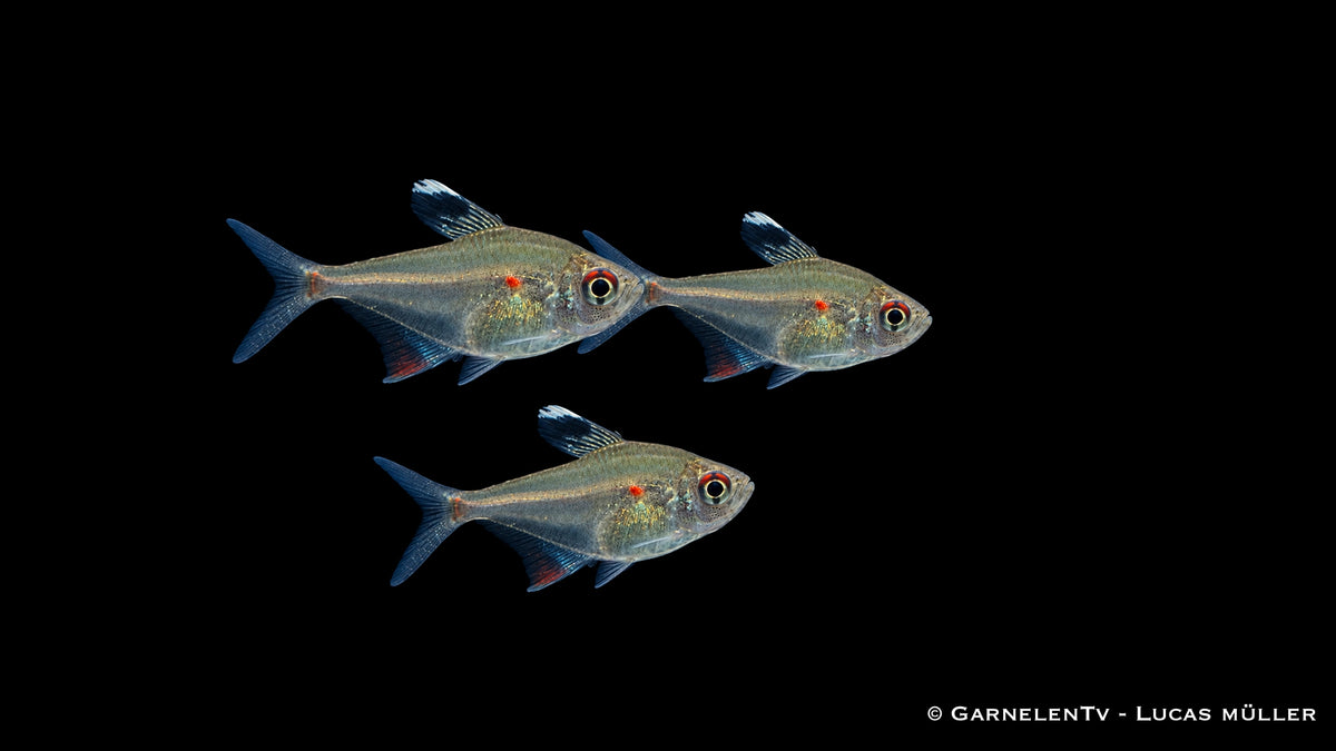 Peru Kirschflecksalmler - Hyphessobrycon erythrostigma