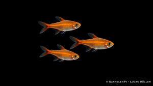 Funkensalmler - Hyphessobrycon amandae
