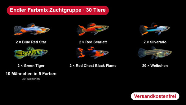 Endler Guppy Farbmix Zuchtgruppe - 10 Männchen + 20 Weibchen - Poecilia wingei