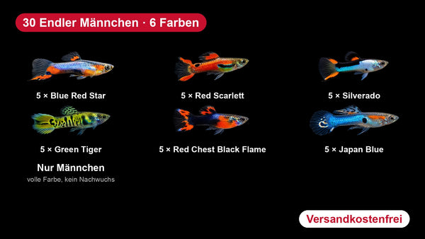 30x Endler Guppy Männchen Farbmix - Poecilia wingei