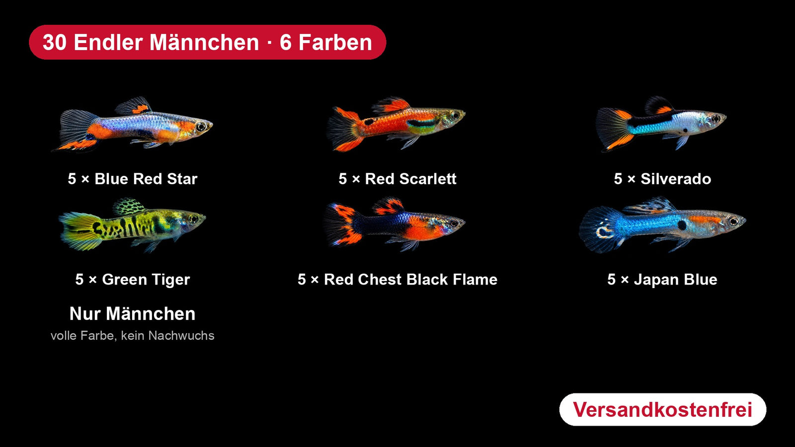 Endler Guppy Männchen Farbmix: Blue Red Star, Red Scarlett, Silverado, Green Tiger, Red Chest Black Flame, Japan Blue