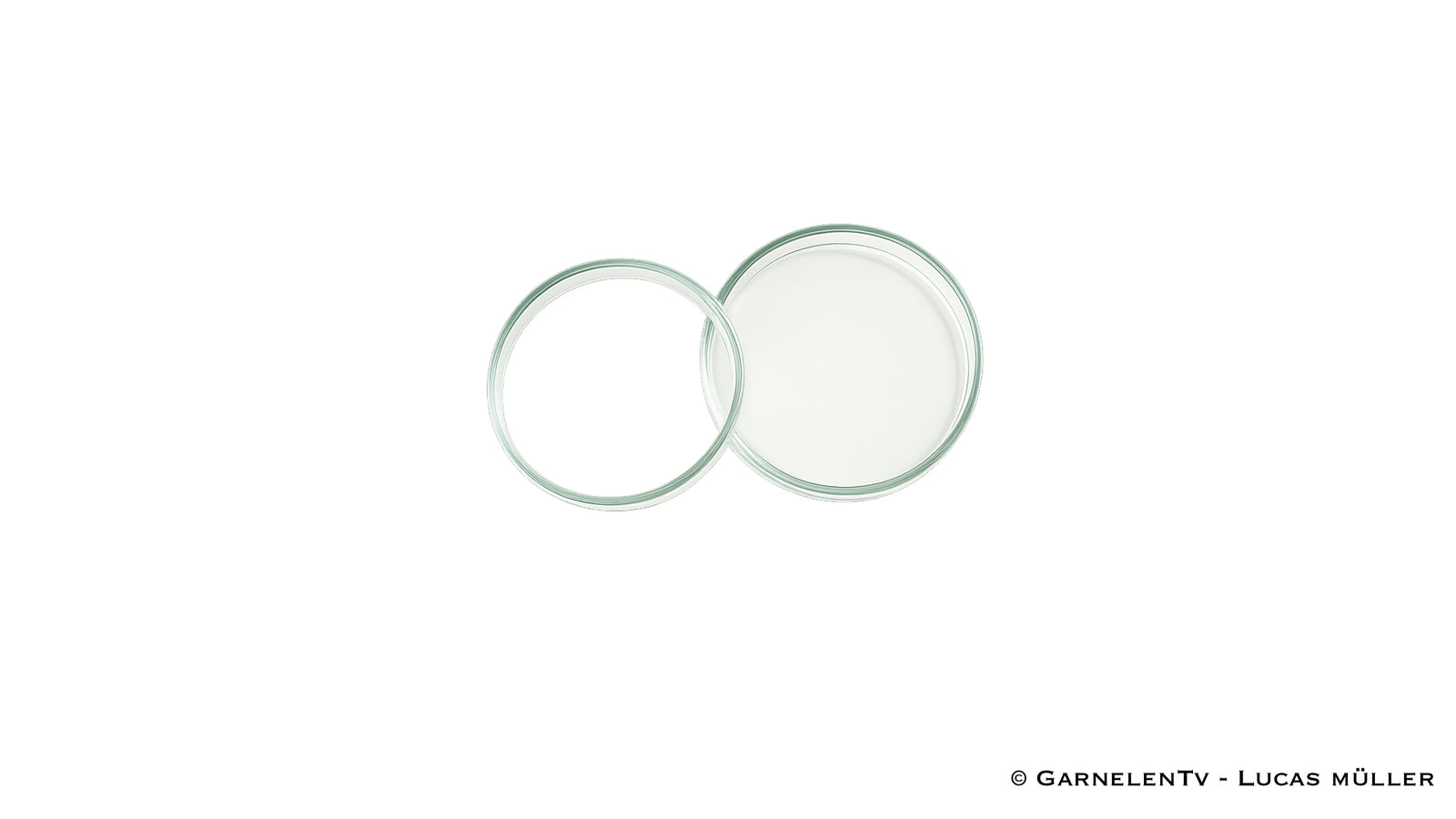 Futterschalen aus Glas | Optimal für Wirbellose / Zwerggarnelen und Krebse - GarnelenTv-Shop

AquaNova Luftschlauch 4/6 mm für Membranpumpen
