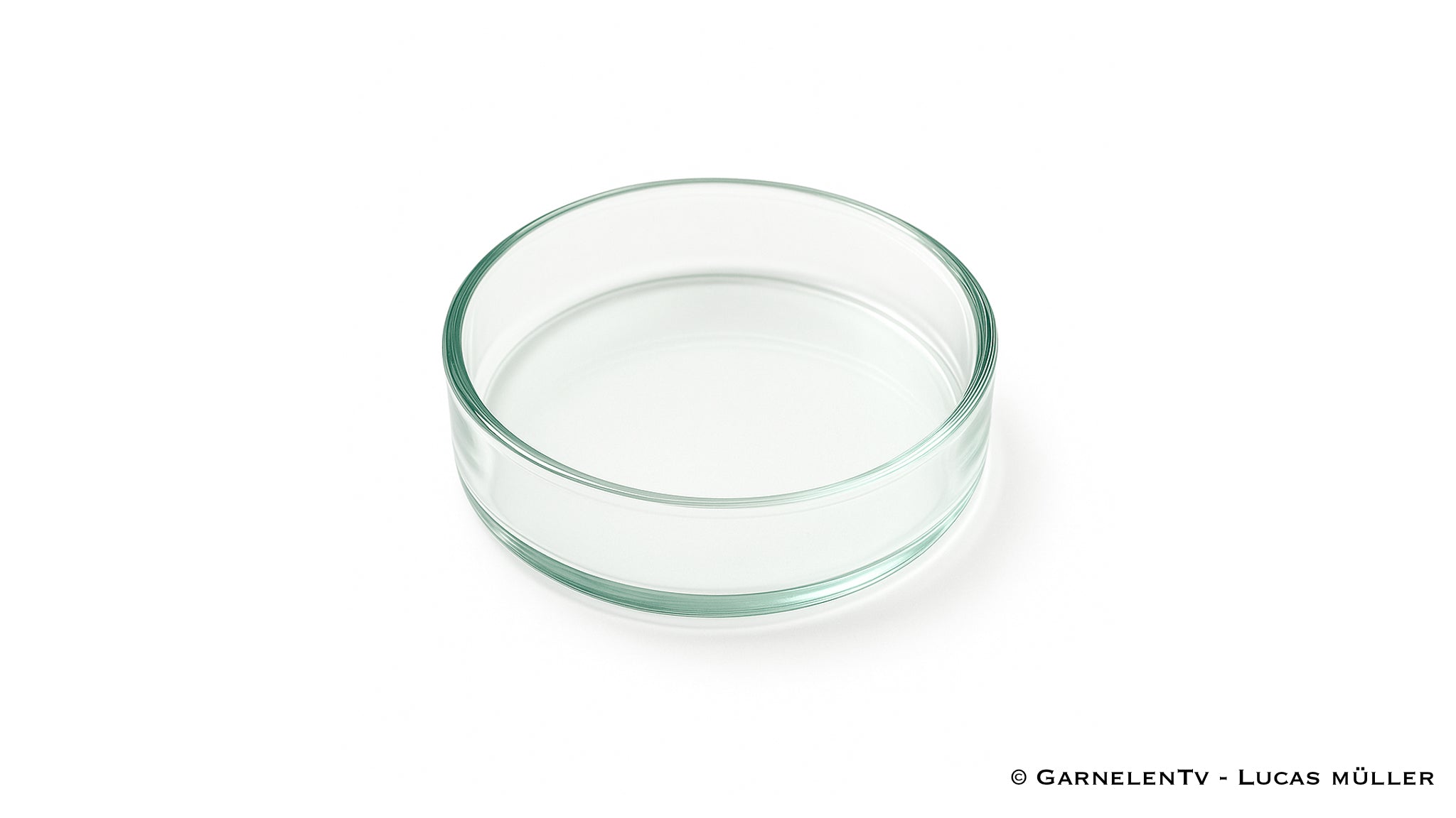 Futterschalen aus Glas | Optimal für Wirbellose / Zwerggarnelen und Krebse - GarnelenTv-Shop