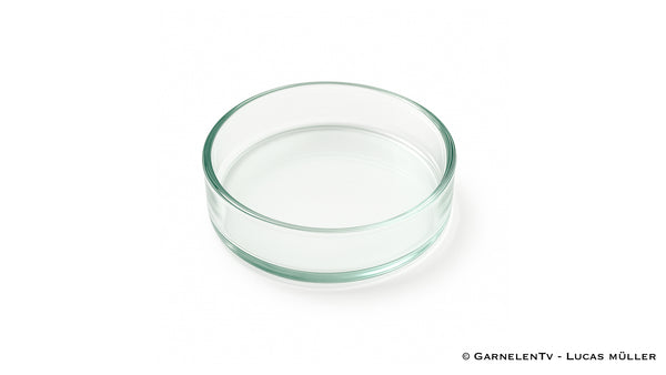 Futterschalen aus Glas | Optimal für Wirbellose / Zwerggarnelen und Krebse - GarnelenTv-Shop