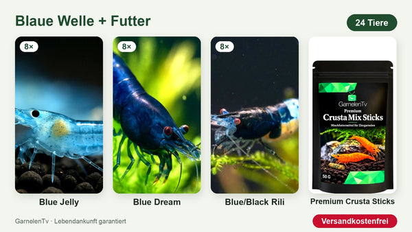 Blaue Welle Garnelenset mit Futter – 24 Garnelen + Premium Crusta Sticks – Neocaridina davidi