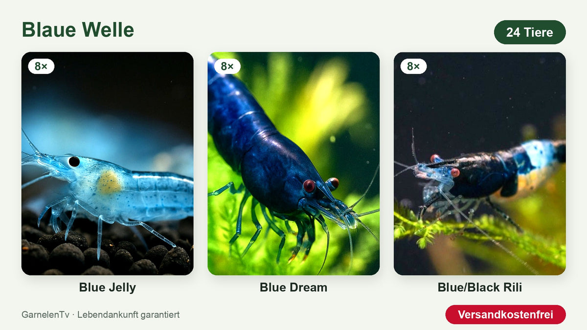 Blaue Welle Garnelenset mit 8 Blue Jelly, 8 Blue Dream und 8 Blue/Black Rili