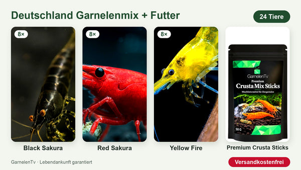 Deutschland Garnelenmix mit Futter – 24 Garnelen + Premium Crusta Sticks – Neocaridina davidi
