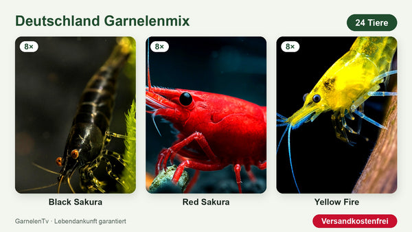 Deutschland Garnelenmix – 24 Garnelen: 8 Black Sakura, 8 Red Sakura, 8 Yellow Fire – Neocaridina davidi