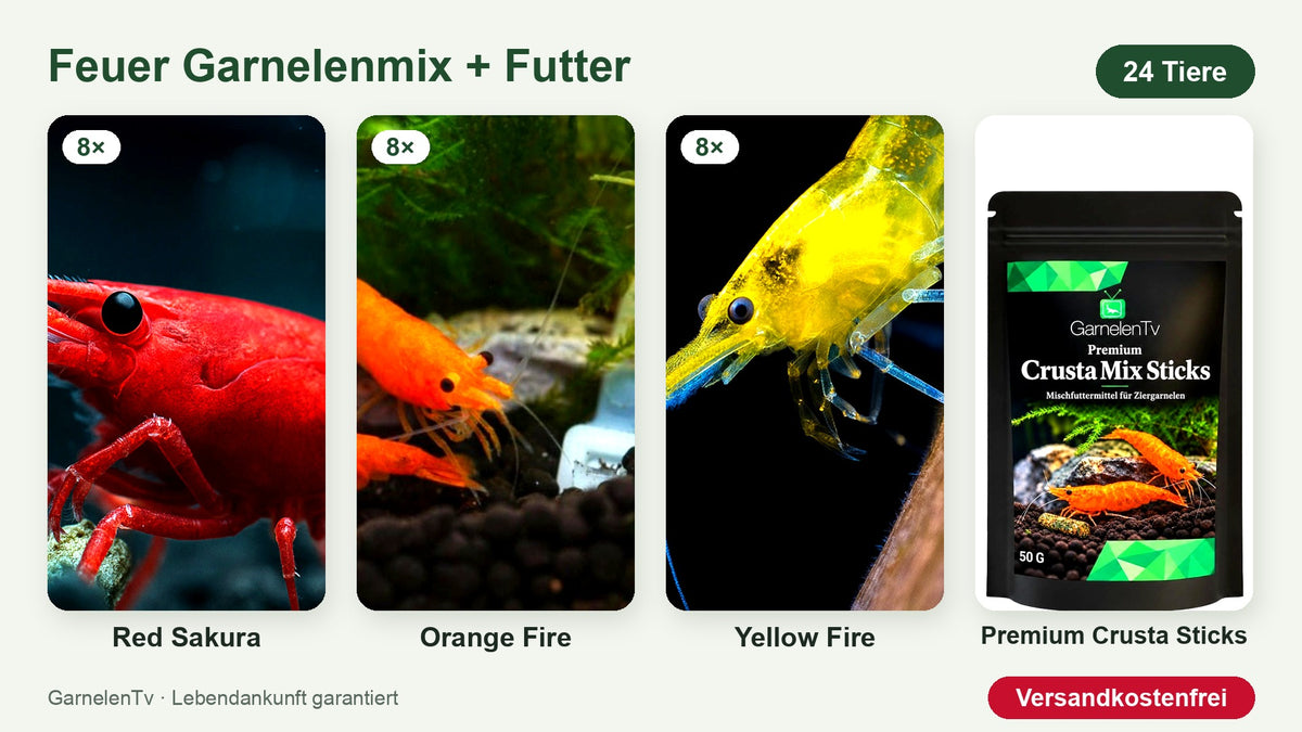 Feuer Garnelenmix mit Futter: 24 Zwerggarnelen und Premium Crusta Sticks