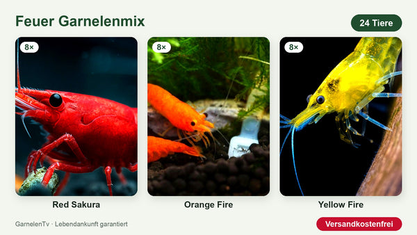 Feuer Garnelenmix – 24 Garnelen: 8 Red Sakura, 8 Orange Fire, 8 Yellow Fire – Neocaridina davidi