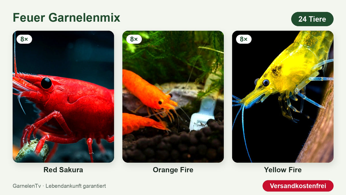 Feuer Garnelenmix mit 8 Red Sakura, 8 Orange Fire und 8 Yellow Fire