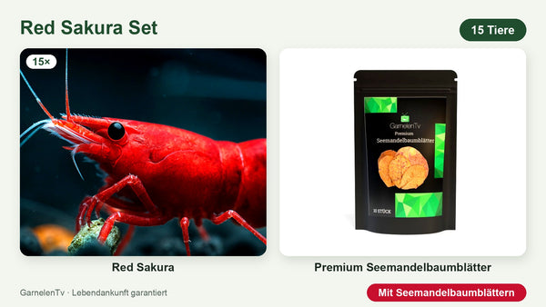 15 Red Sakura Garnelen + Premium Seemandelbaumblätter – Neocaridina davidi
