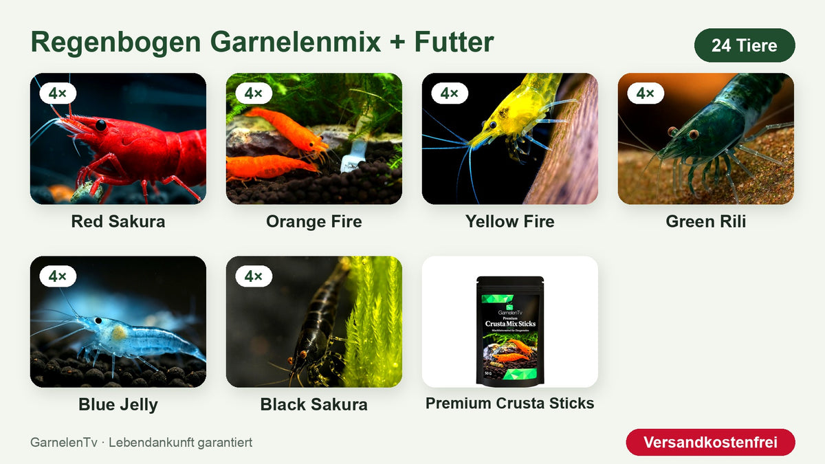 Regenbogen Garnelenmix mit Futter: 24 Zwerggarnelen in sechs Farben und Premium Crusta Sticks