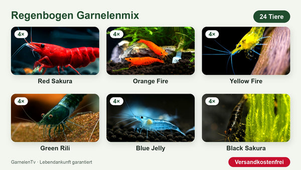 Regenbogen Garnelenmix – 24 Garnelen in 6 Farben – Neocaridina davidi