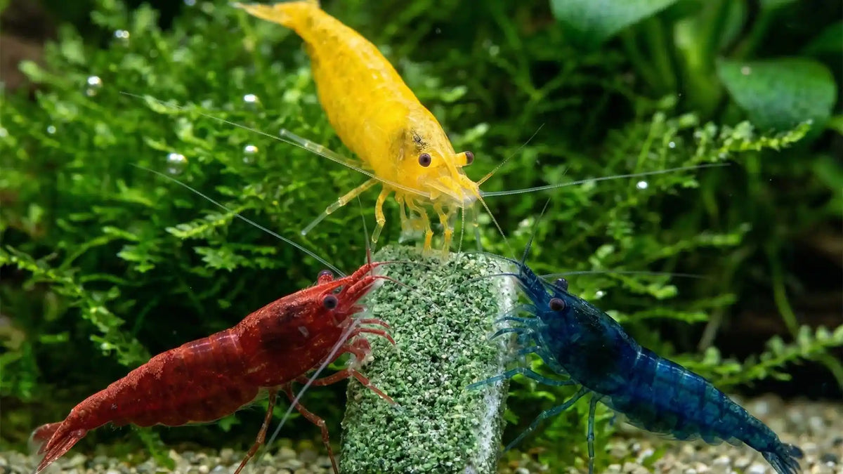 NatureHolic - Futter Paket - Mainfeed / Proteinfeed / Mineralfeed beim Fressen
