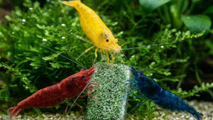 NatureHolic - Futter Paket - Mainfeed / Proteinfeed / Mineralfeed beim Fressen