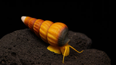 Gelbe Riesenturmdeckelschnecke - Tylomelania sarasinorum
